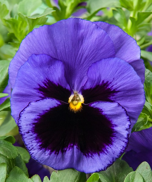 546.28 Pansy F1 XL-Xtrada Ocean (Mid-Blue with Blotch v160